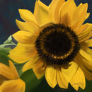 Sunflower (Square) Jigsaw Puzzle by Artist Elizabeth Currie and Manufactured by QPuzzles in Queensland