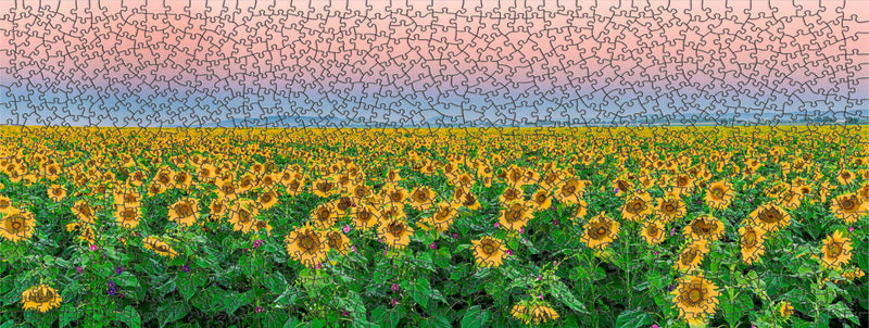 Sunflower Dawn (Panorama)