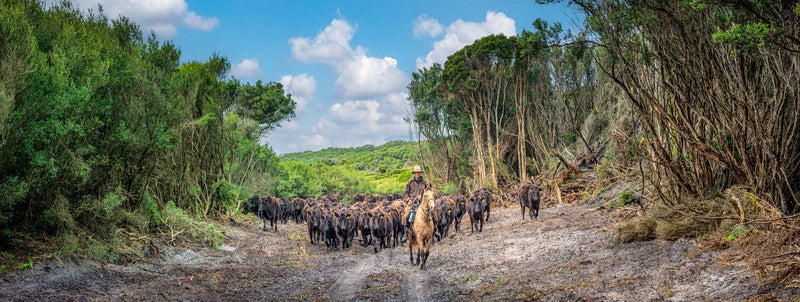 Taking the Lead (Panorama) QPuzzles