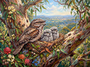 Tawny Frogmouth Family (Landscape)
