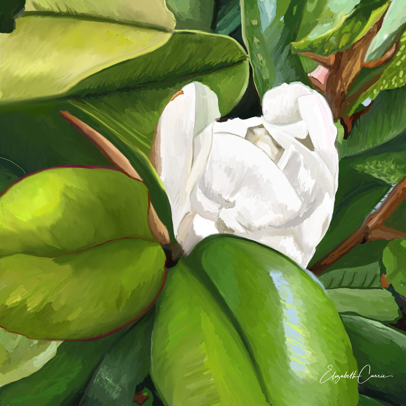 Teddy Bear Magnolia (Square) Jigsaw Puzzle by Artist Elizabeth Currie and Manufactured by QPuzzles in Queensland