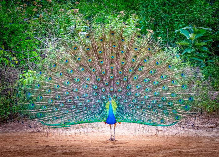 ビカクシダ dancing peacock selection spl pup Dancing Peacock (Landscape) - Puzzles Qld Pty Ltd