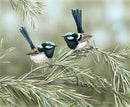 The Gentlemen's Club (Superb Fairy-wrens) (Landscape) QPuzzles