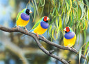 The Rainbow Coalition-GouldianFinches (Landscape) Jigsaw Puzzle by Artist Frances McMahon and Manufactured by QPuzzles in Queensland