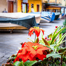 The Streets of Manarola (Square) Jigsaw Puzzle by Artist Jaime Dormer and Manufactured by QPuzzles in Queensland