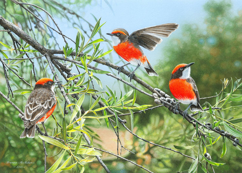 The Tricoloured Trio - Crimson Chats (Landscape) Jigsaw Puzzle by Artist Frances McMahon and Manufactured by QPuzzles in Queensland