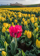 There is always One (Portrait) Jigsaw Puzzle by Artist Jaime Dormer and Manufactured by QPuzzles in Queensland