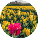 There is always One (Round) Jigsaw Puzzle by Artist Jaime Dormer and Manufactured by QPuzzles in Queensland