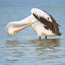 Those hard to get Places - Pelican (Square) Jigsaw Puzzle by Artist Frances McMahon and Manufactured by QPuzzles in Queensland
