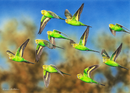 Timber Creek (Budgerigars) QPuzzles