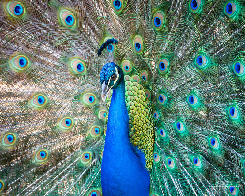 Train-Rattling Peacock (Landscape)