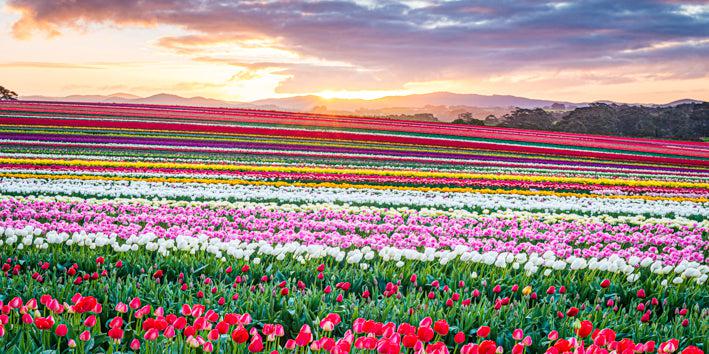 Tulip Rainbow at Sunrise (Pano) Jigsaw Puzzle by Artist Jaime Dormer and Manufactured by QPuzzles in Queensland