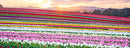 Tulip Rainbow at Sunrise (Pano) Jigsaw Puzzle by Artist Jaime Dormer and Manufactured by QPuzzles in Queensland
