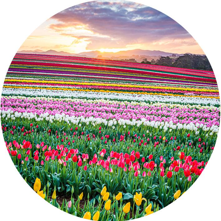 Tulip Rainbow at Sunrise (Round) Jigsaw Puzzle by Artist Jaime Dormer and Manufactured by QPuzzles in Queensland