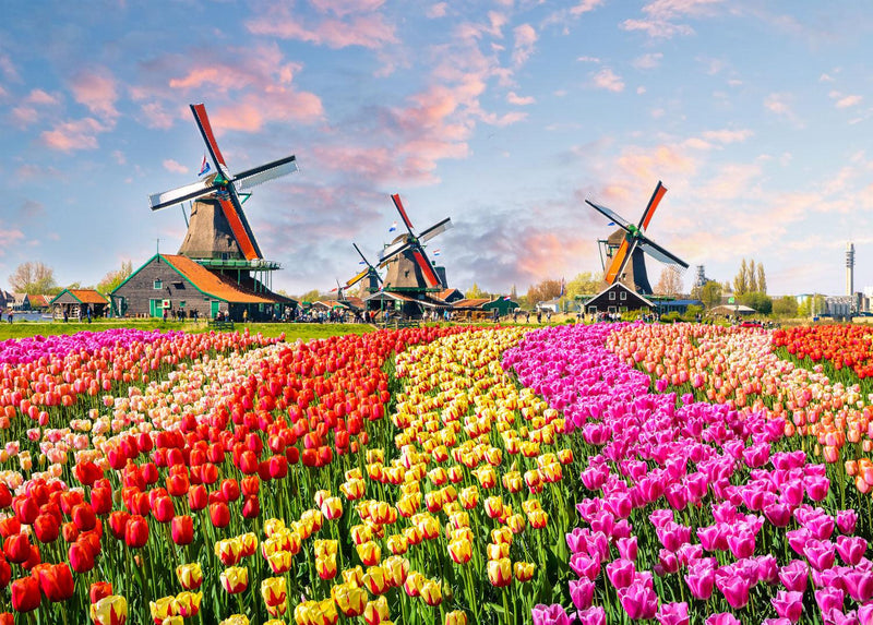 Tulips & Mills (Landscape) Jigsaw Puzzle by Artist QPuzzles and Manufactured by QPuzzles in Queensland