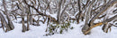 Twisted Snow Gums (Panorama) Jigsaw Puzzle by Artist Jaime Dormer and Manufactured by QPuzzles in Queensland