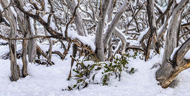 Twisted Snow Gums (Panorama) Jigsaw Puzzle by Artist Jaime Dormer and Manufactured by QPuzzles in Queensland