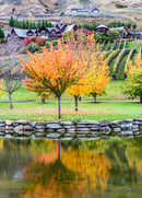 Vineyards Of Cromwell (Portrait)