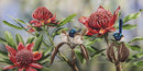 Waratahs Picnic – Superb Fairy-wrens (Panorama)