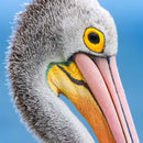Pelican Colours (Square)