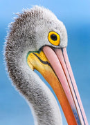 Pelican Colours (Portrait)