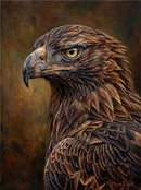 Wedge Tailed Eagle Portrait (Portrait)