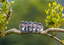 White-breasted Woodswallows (Landscape)