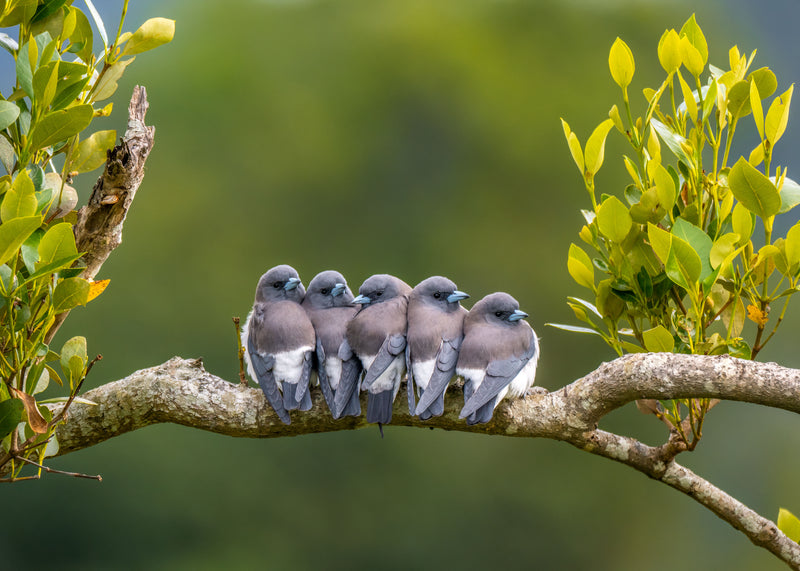 White-breasted Woodswallows (Landscape)