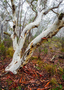 White Gums (Landscape) QPuzzles