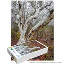 White Gums (Portrait)