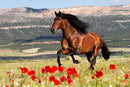 Wild at Heart