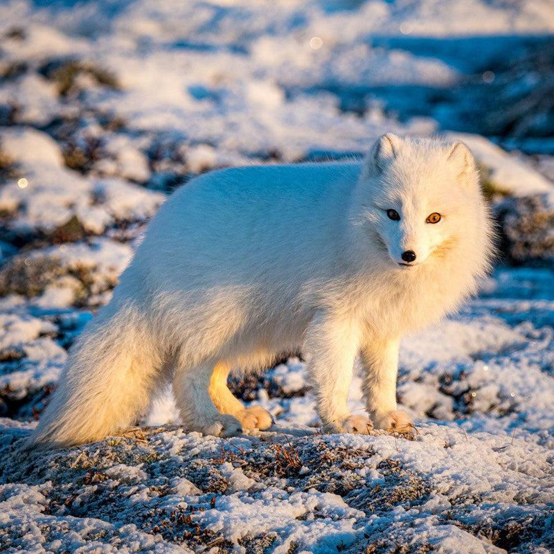 Wildlife - Arctic Fox (Square) Jigsaw Puzzle by Artist Jaime Dormer and Manufactured by QPuzzles in Queensland