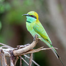 Wildlife - Bee Eater (Square) Jigsaw Puzzle by Artist Jaime Dormer and Manufactured by QPuzzles in Queensland