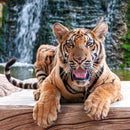 Wildlife - Bengal Tiger (Square) Jigsaw Puzzle by Artist Jaime Dormer and Manufactured by QPuzzles in Queensland