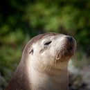 Wildlife - Fur Seal (Square) Jigsaw Puzzle by Artist Jaime Dormer and Manufactured by QPuzzles in Queensland