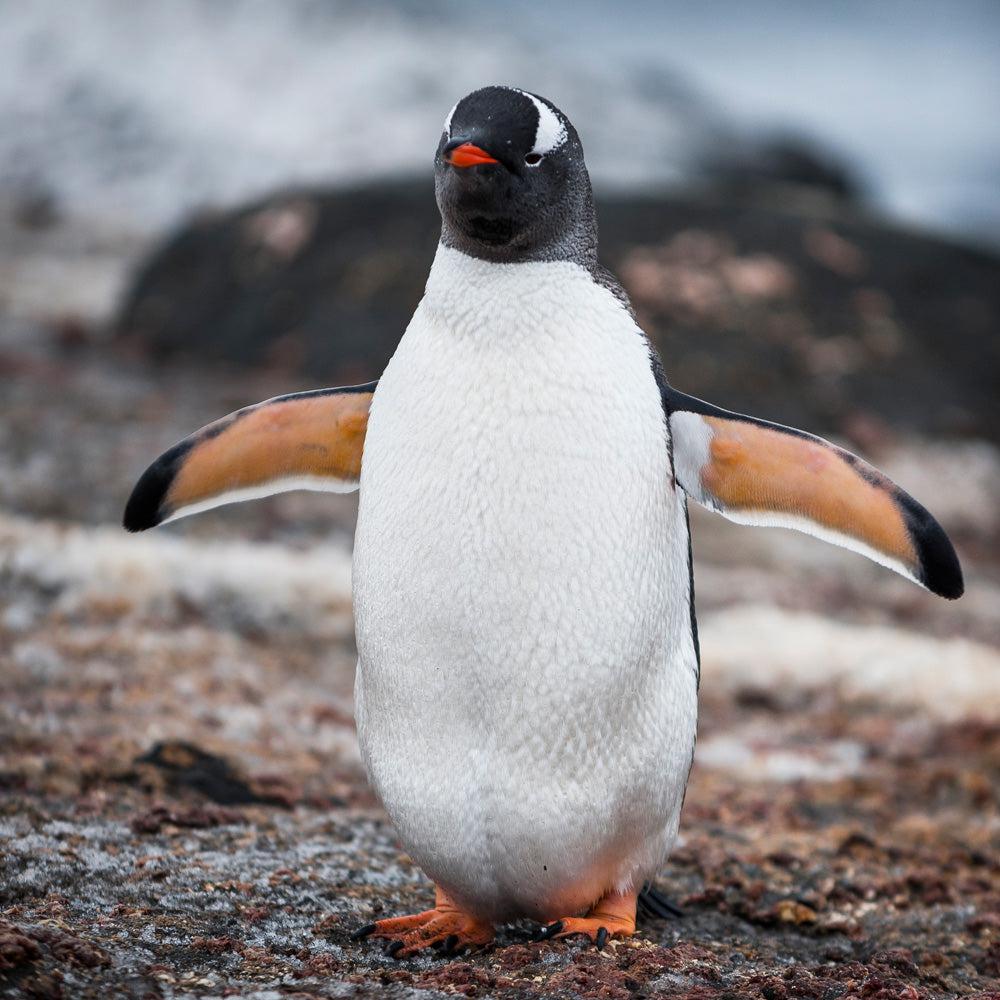 Wildlife - Gentoo Penguin (Square) - Puzzles Qld Pty Ltd