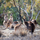 Wildlife - Kangaroos (Square) Jigsaw Puzzle by Artist Jaime Dormer and Manufactured by QPuzzles in Queensland