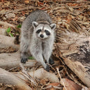 Wildlife - Raccoon (Square) Jigsaw Puzzle by Artist Jaime Dormer and Manufactured by QPuzzles in Queensland