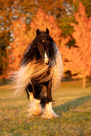 Windborn