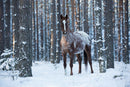 Winters Embrace