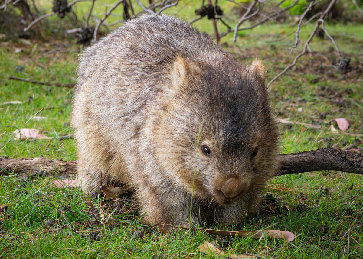 Wombat, Maria Island (Landscape) - QPuzzles