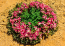 Wreath Flower (Landscape)