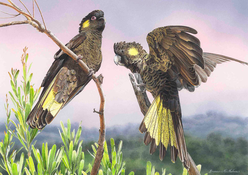 Free Spirits - Yellow-Tailed Black Cockatoos (Landscape)