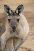 Young Western Red Kangaroo