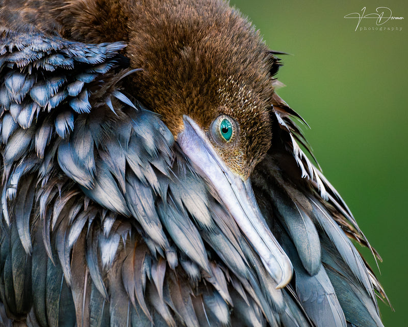 Little Black Cormorant (Square)